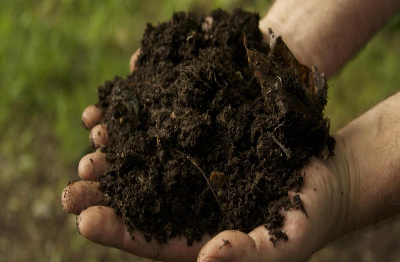 Raw Cow Dung